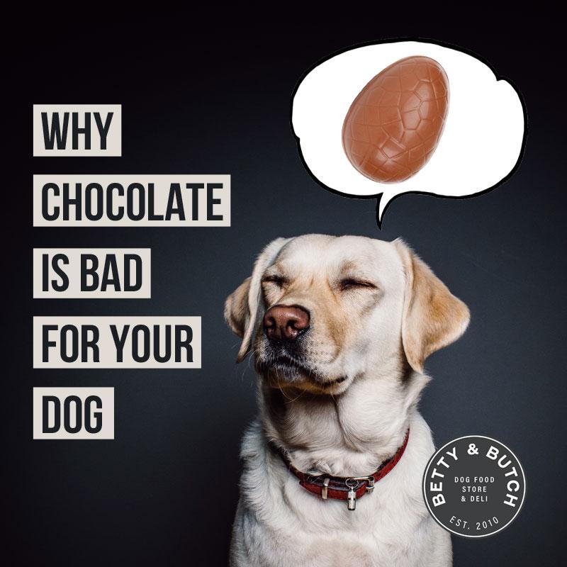 Picture of Why is chocolate so bad for dogs? – BETTY & BUTCH®