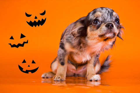 How To Keep Your Anxious Dog Safe and Stress-free this Halloween