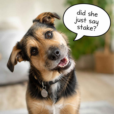brown and tan smiling dog with a speech bubble "did she just say stake?"