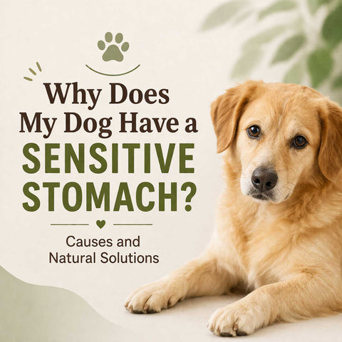 image of a dog with text why does my dog have a sensitive stomach? causes and natural solutions