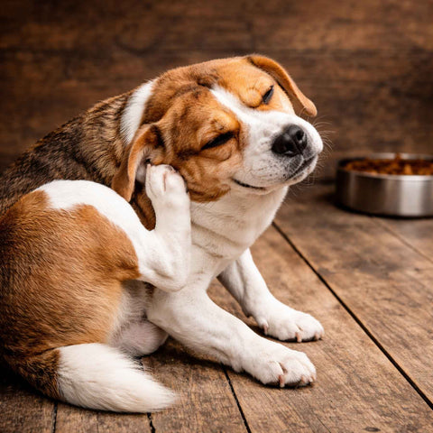 a dog itching with a bowl of dog food in the background