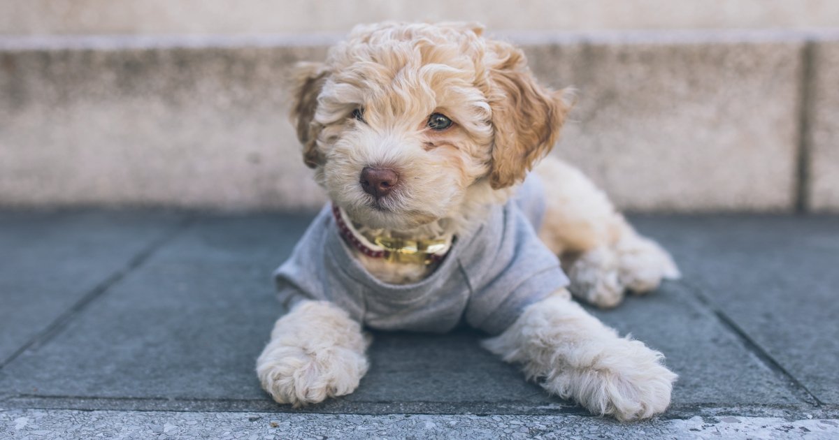 Dog Breed Profile: Health and Fitness Tips for French Cavapoos – BETTY ...