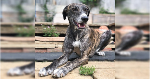Breed Profile - Greyhound | BETTY & BUTCH®