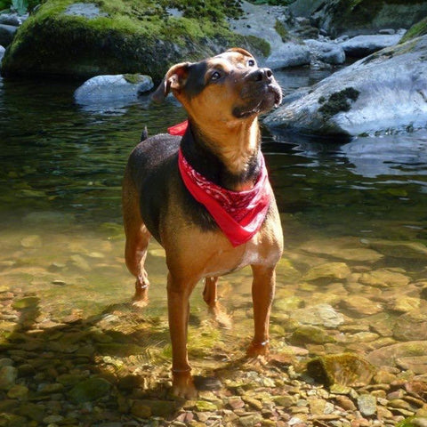 Duke's Day: Experiencing Dog Loss And Duke's Legacy | BETTY & BUTCH®