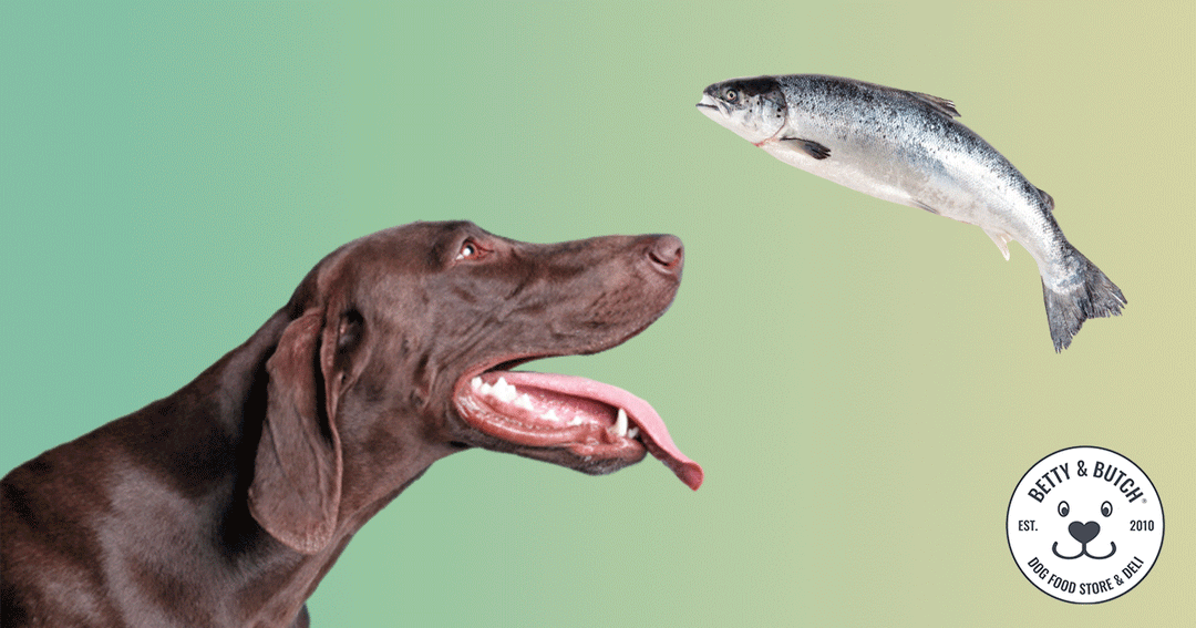 Can Dogs Eat Fish? The Health Benefits and Nutritional Value for Dogs ...