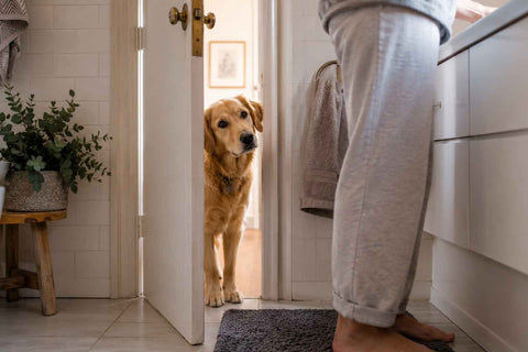 A curious golden retriever peeks through a partially open bathroom door while its owner stands at the sink, illustrating why many dogs like to follow their owners from room to room.