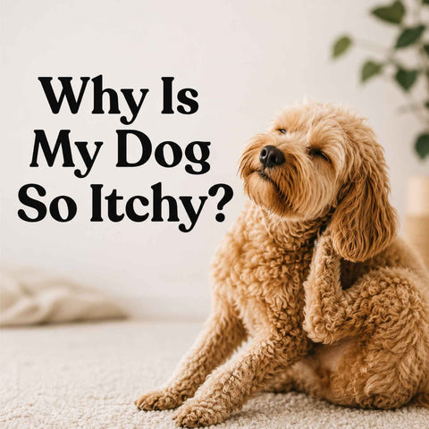 dog scratching behind its ear with text why is my dog so itchy?