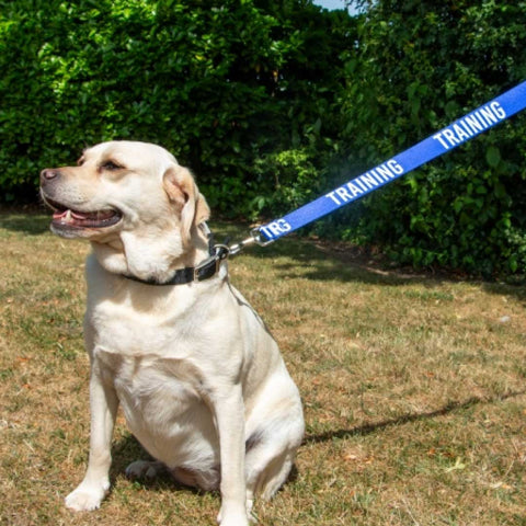 dog outdoors with blue training lead
