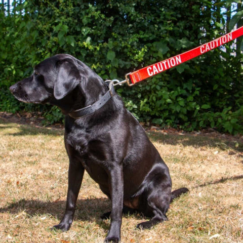Black dog on a red leash with 'CAUTION' text, sitting on grass with greenery in the background