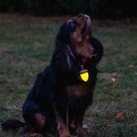 Acorn Rechargeable Blinker Light - LED Safety Light for Dogs