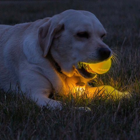 Rechargeable LED Ball - Yellow - Light Up Dog Ball 6.5cm