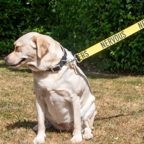 Labrador dog with nervous dog leash in yellow outdoors 