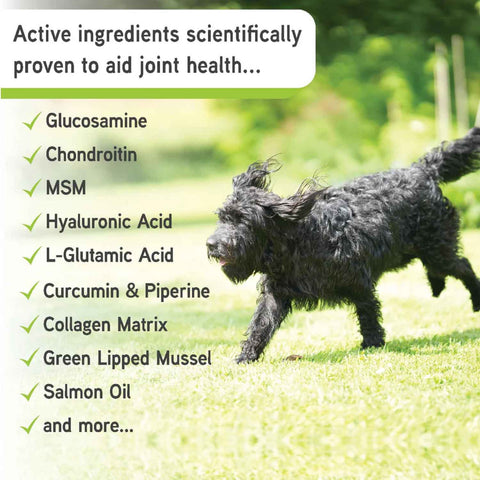 ProJoint for Dogs daily joint supplement supporting mobility, healthy joints, Omega 3 intake, gut health and everyday movement.