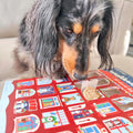 Dog looking at an advent calendar