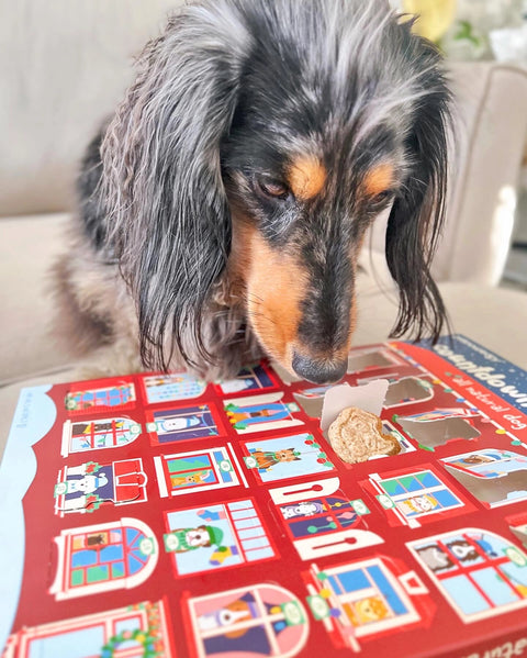 Dog looking at an advent calendar