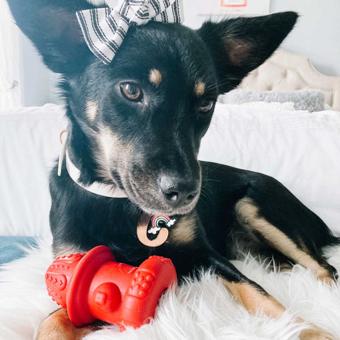 Dog with a red toy on a white surface