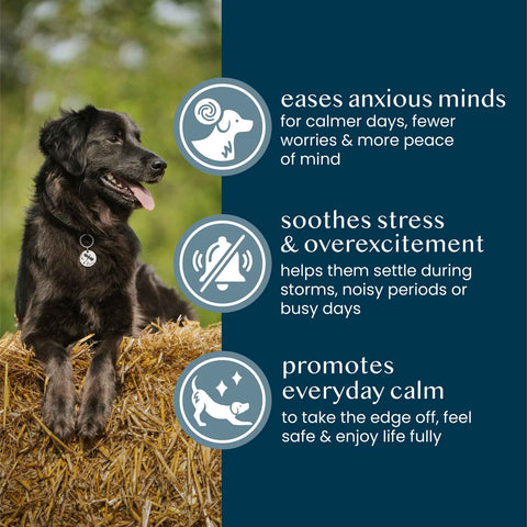 Fettle Calming Support Powder for Dogs