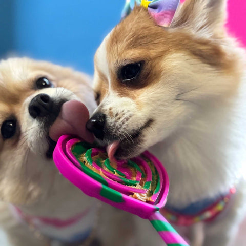 Two dogs playing with a colourful lick mat toy against a blue background