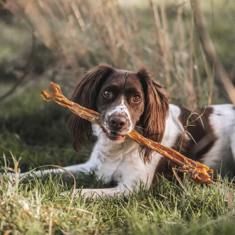 dog with ostrich tendon dog chew in its mouth
