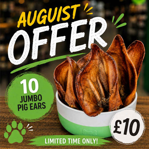 August Offer TEN Jumbo Pig Ears £10