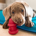Puppy playing with a red dog toy on a blue mat
