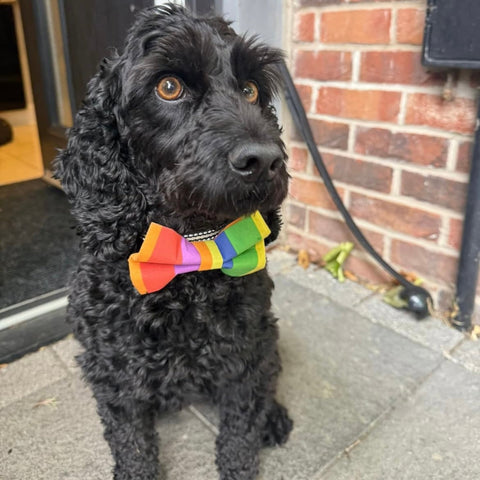 Black dog wearing a colorful rainbow bow tie standing on a sidewalk.