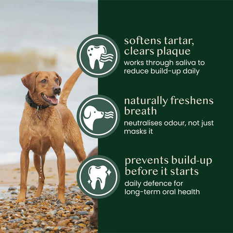 Fettle Kelp Seaweed Powder for Dogs and Cats