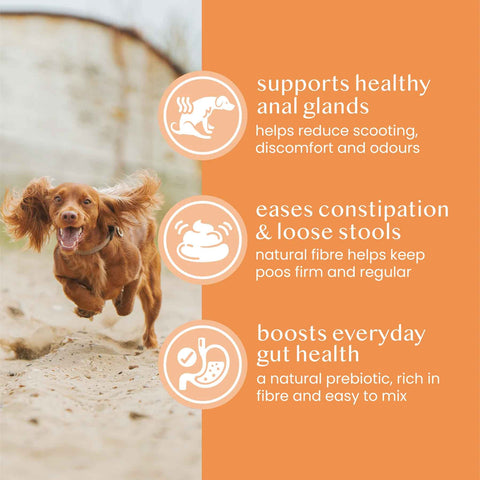 Fettle Pumpkin Powder for Dogs | Supports Firmer Stools