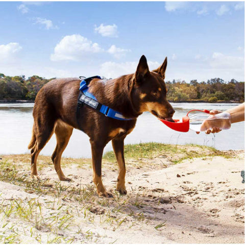 Travel Water Leaf Bottle