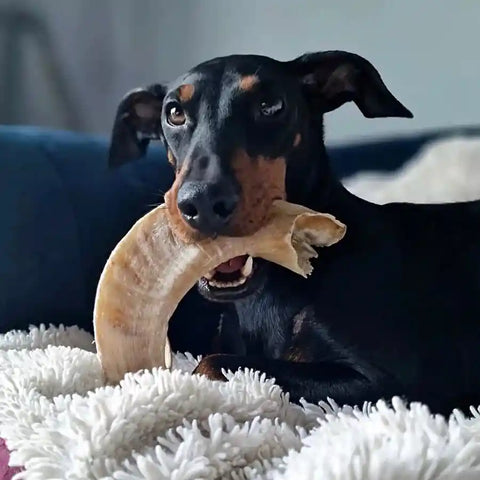 Premium Lamb's Horn Dog Deli Treat - Natural Chew for Dogs - BETTY & BUTCH®